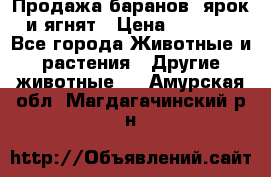 Продажа баранов, ярок и ягнят › Цена ­ 3 500 - Все города Животные и растения » Другие животные   . Амурская обл.,Магдагачинский р-н